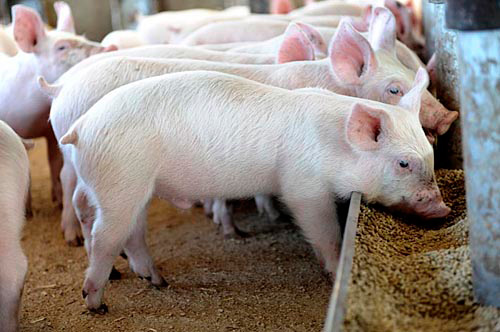 Pig Farming- How To Make Your Pig Grow Quickly In Nigeria!